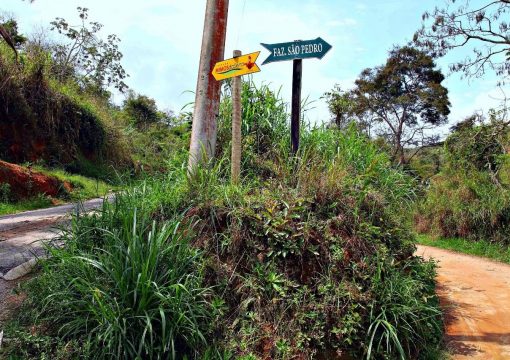 Plantação de Milho Orgânico